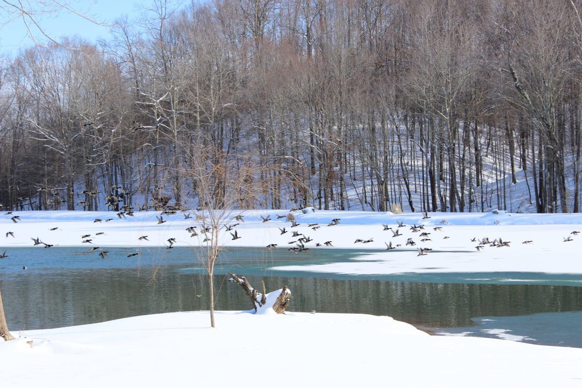 The Lake Peaceful Valley Lake and Cabins